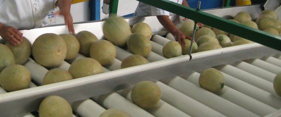 The melon chain